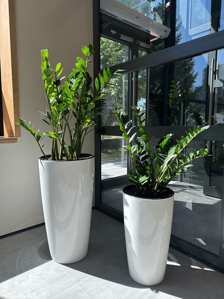 Озеленение помещений